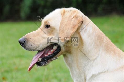 一个白色的拉布拉多拉不拉多黄金猎犬高清摄影大图-千库网
