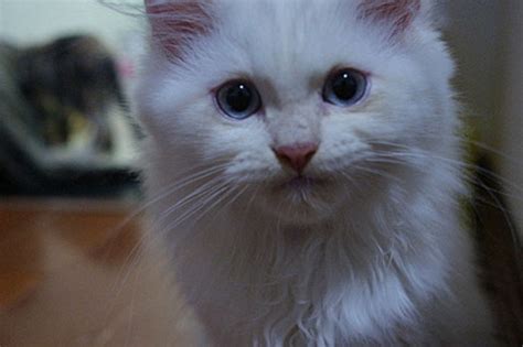 叫白猫名字，一直不理睬，后来发现原来猫咪是聋子