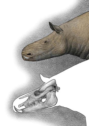 桑氏大唇犀----中国科学院古脊椎动物与古人类研究所