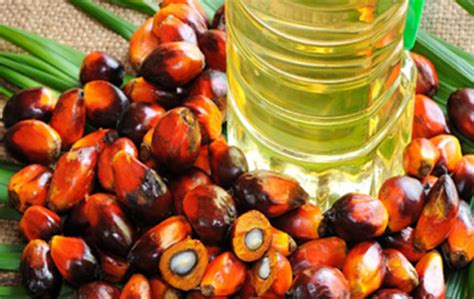 精炼棕榈油是什么油？_技术支持