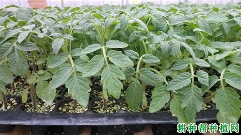 保罗•马森 的图像结果