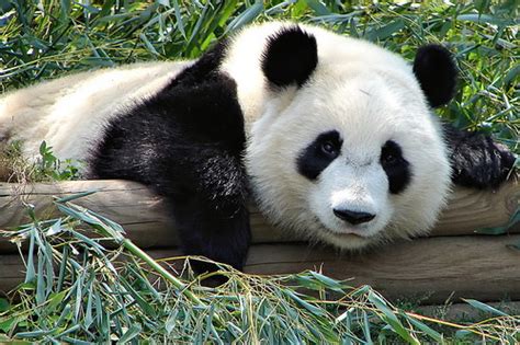 Xiao Da Xiong Mao! - Panda Pair Born in Shaanxi | the Beijinger