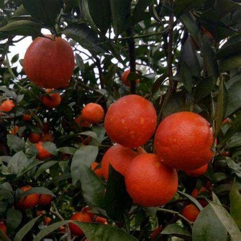 四川资中塔罗科血橙5斤 - 花果山 - 带你去吃好水果