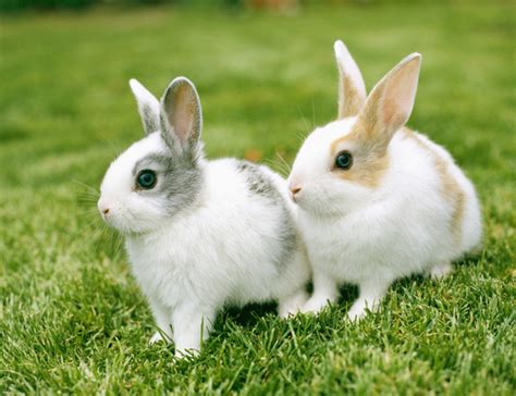 如何读懂兔子的肢体语言（兔子各种行为所表达的意思） - 胖萌舍宠物网