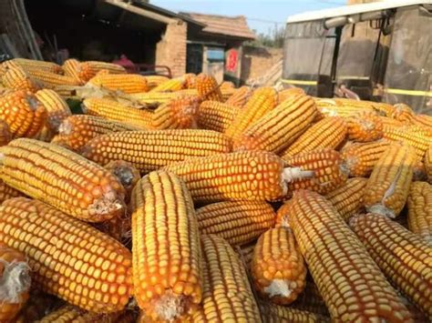 今日玉米多少钱一吨？2019最新全国玉米价格行情 - 惠农网