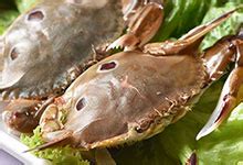 大闸蟹不能和什么一起吃会中毒-最新大闸蟹不能和什么一起吃会中毒整理解答-全查网