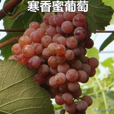寒香蜜葡萄,蜜光葡萄,秋黑葡萄_大山谷图库