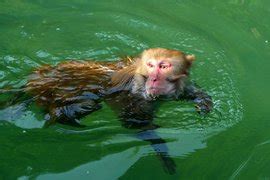 志怪--水猴子 - 知乎
