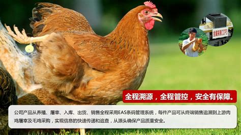 温氏生鲜鸡现杀冷链发货 三黄鸡/黄油鸡/乌骨鸡/老母鸡 30公斤/件-阿里巴巴
