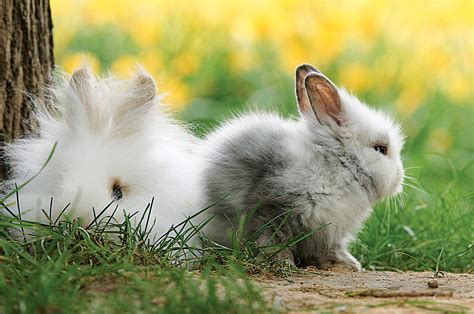 哪个生肖最旺兔-属兔命中贵人 - 见闻坊