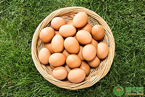 未来三天鸡蛋行情（附后期鸡蛋价格走势分析） - 惠农网