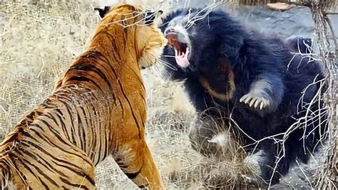 老虎与黑熊打架，黑熊的战斗力真的强，直接把老虎打到水里去了_腾讯视频
