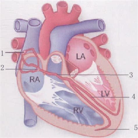 图8-18B 心脏传导系-基础医学-医学