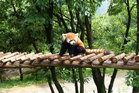 北京野生动物园猛兽体验区
