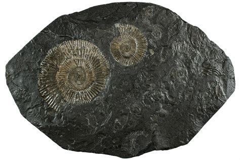 6.9" Dactylioceras Ammonite Cluster - Posidonia Shale, Germany (#228039 ...