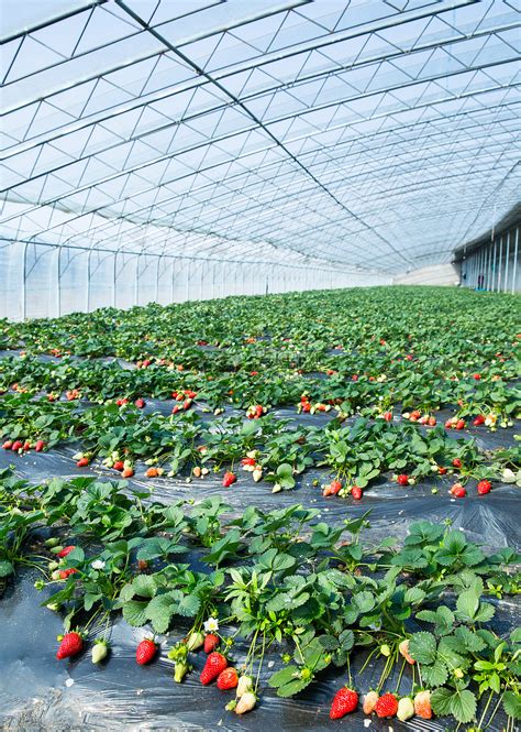 草莓立体栽培，草莓立体种植槽-安平县汉明育苗设备厂