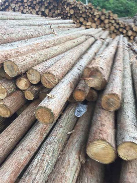 优质百年老杉木，道县大众木业为你特供-中国木业网