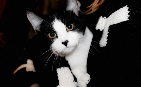 黑白猫小猫毛皮条纹哺乳动物眼睛宠物黑色猫咪白色高清图片下载-正版图片320760286-摄图网