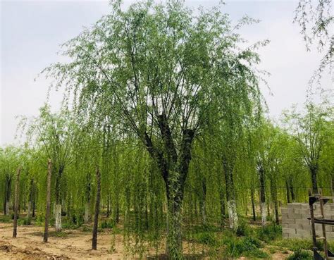 黄柳Salix gordejevii Y. L. Chang et Skv._植物图片库_植物通
