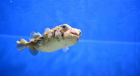 海底粉红鱼浮游在水量表层下的海猪鱼野生动物高清图片下载-正版图片307714407-摄图网