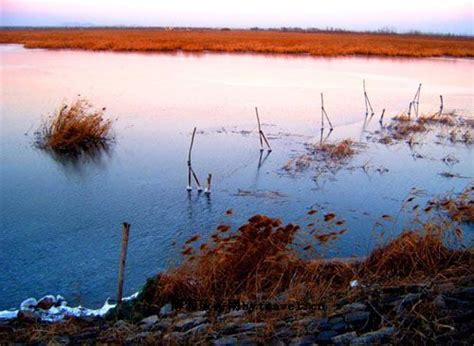 盐城市大丰区人民政府 图片资讯 提升湿地生态环境质量 加强湿地保护