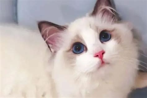【图】布偶猫多少钱一只 布偶猫的选购技巧 - 装修保障网