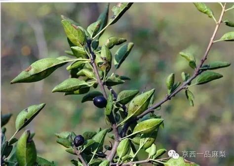 麻梨疙瘩树图片