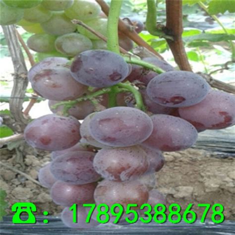 葡萄树苗出售 嫁接夏黑葡萄苗 巨峰葡萄苗 品种齐全 蜜汁葡萄树苗-阿里巴巴