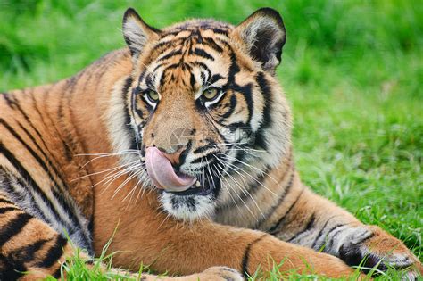 苏门答腊虎豹的肖像,蒂格里斯苏门答腊大猫被囚禁高清图片下载-正版图片300698006-摄图网