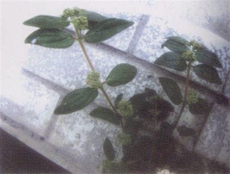 飞扬草图片