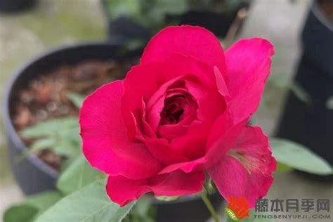 玫瑰图片-微滴玫瑰红花瓣的选择性聚焦素材-高清图片-摄影照片-寻图免费打包下载