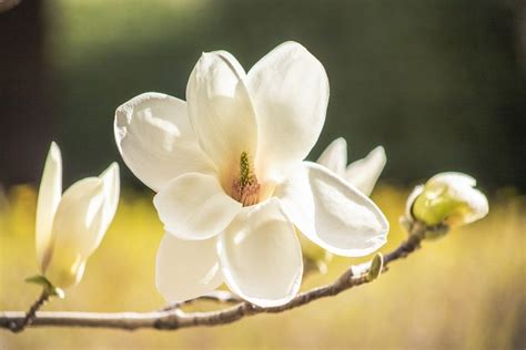 在春天拍好玉兰花,看这篇教程就够啦,这10大玉兰摄影技巧帮你|玉兰花|花朵|玉兰_新浪新闻
