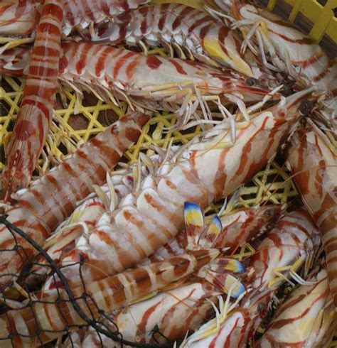 吃了20年的虾,终于弄清楚明虾、基围虾和白对虾的区别了!
