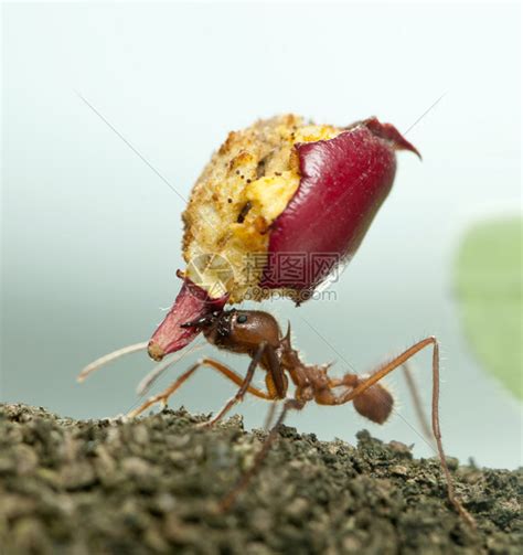 切叶蚁，世界上唯一一种会种植蘑菇的“奇特”蚂蚁_王国_蚁后_城堡