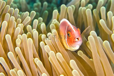 粉红海葵鱼，蓝碧岛，北苏拉威西岛，印度尼西亚高清摄影大图-千库网