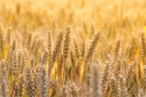 夏粮收获丨新疆小麦生产全程机械化率达98.78%-荔枝网