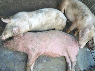 母猪流产的背后原凶-北京康牧兽医药械有限公司