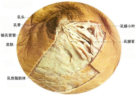 乳房部位结构示意图-生理结构图,_医学图库