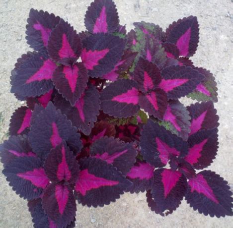 盆栽观叶花卉植物紫红心彩叶草清心草叶子比花艳丽叶色随变化_虎窝淘