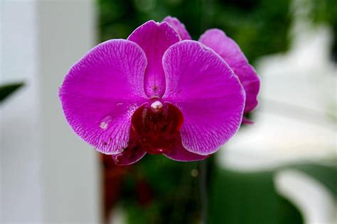 粉红色的蝴蝶兰花植物学茎叶子高清图片下载-正版图片307816776-摄图网