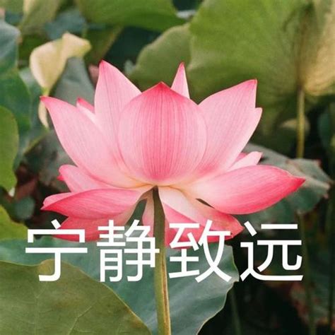 非主流老年版头像