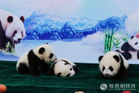 萌翻！德动物园公布新生大熊猫近照_新浪图片