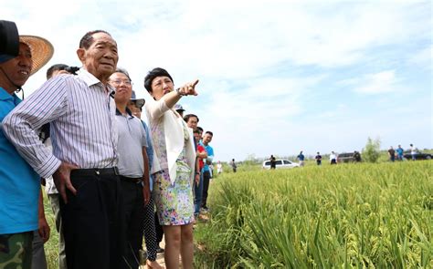 “水稻之父”袁隆平试种的“海水稻”亩产将达300-500公斤|袁隆平|海水稻|水稻_新浪新闻
