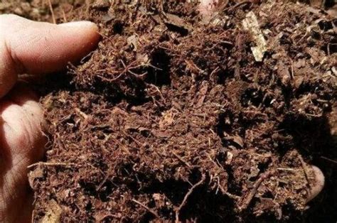 土壤怎么杀菌消毒？土壤杀菌消毒的方法介绍|土壤|怎么-知识百科-川北在线