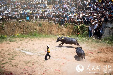 雷山举办A组牛王争霸赛 天柱牛王撬走20万大奖 - 黔东南县市新闻-雷山 - 黔东南信息港