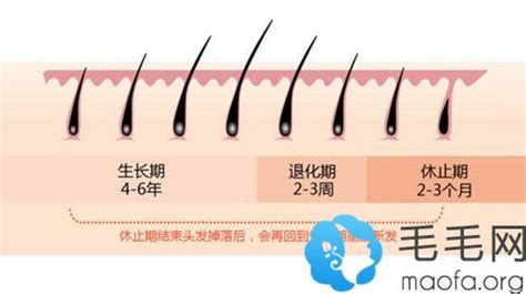 头发生长周期分为几个阶段？了解这些不同的阶段可以更好地照顾头发_三发网