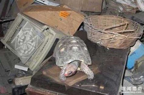赣州一村民捡到一只龟，没想到竟是……_澎湃号·媒体_澎湃新闻-The Paper