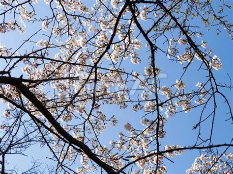 埼玉県美の山公園 満開の桜 - No: 25974543｜写真素材なら「写真AC」無料（フリー）ダウンロードOK
