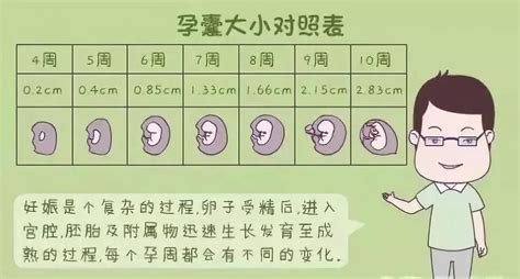 胎儿0一40周每周发育对照表图？（十月怀胎这么神奇！9张图清晰反应胎儿1-40周发育全过程） | 说明书网