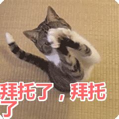 拜托啦表情包图片